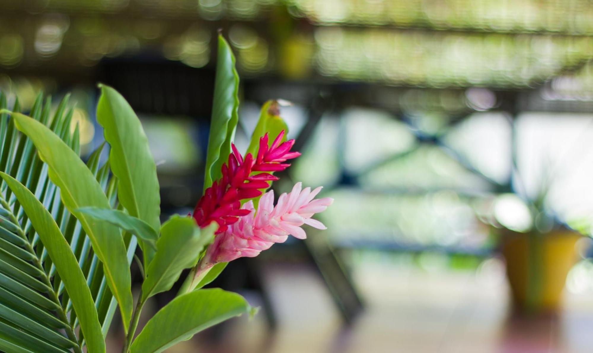 Mosana Reef Garden B&B Bocas del Toro Exterior photo